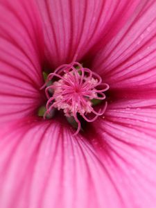 Preview wallpaper hibiscus, petals, flower, pink, macro