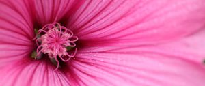 Preview wallpaper hibiscus, petals, flower, pink, macro