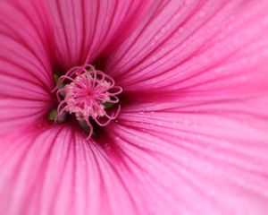 Preview wallpaper hibiscus, petals, flower, pink, macro