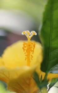 Preview wallpaper hibiscus, petals, flower, yellow, macro