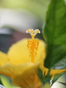 Preview wallpaper hibiscus, petals, flower, yellow, macro