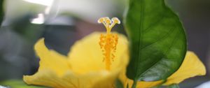 Preview wallpaper hibiscus, petals, flower, yellow, macro