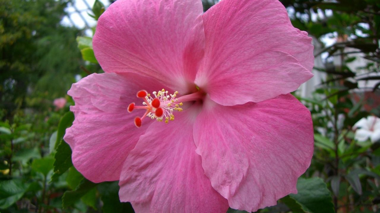 Wallpaper hibiscus, pink, stamen, close-up