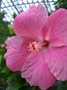 Preview wallpaper hibiscus, pink, stamen, close-up