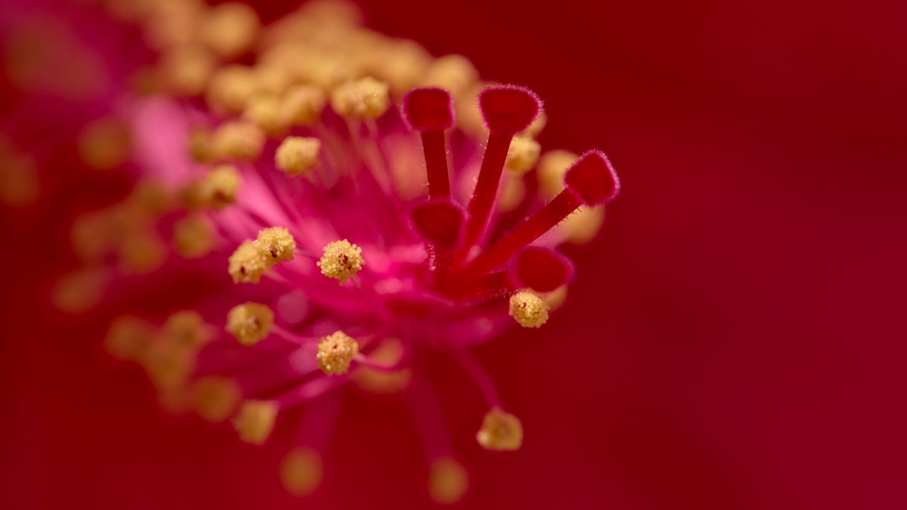Wallpaper hibiscus, pollen, flower, macro, red