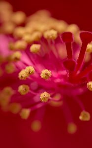 Preview wallpaper hibiscus, pollen, flower, macro, red