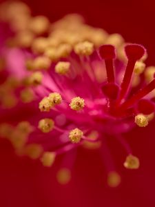 Preview wallpaper hibiscus, pollen, flower, macro, red