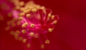 Preview wallpaper hibiscus, pollen, flower, macro, red