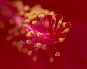 Preview wallpaper hibiscus, pollen, flower, macro, red