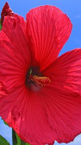 Preview wallpaper hibiscus, red, bright, sky, clouds, sun