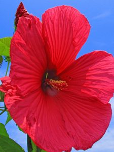 Preview wallpaper hibiscus, red, bright, sky, clouds, sun