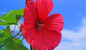 Preview wallpaper hibiscus, red, bright, sky, clouds, sun