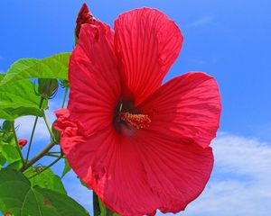 Preview wallpaper hibiscus, red, bright, sky, clouds, sun