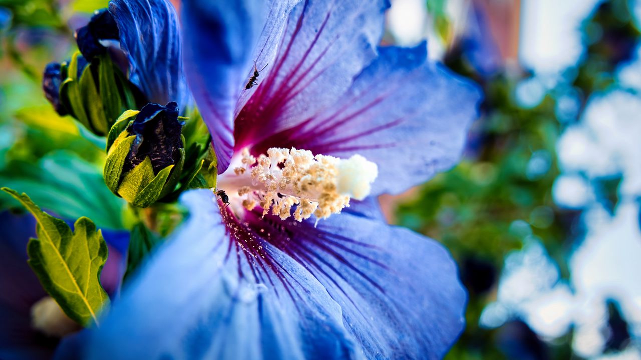 Wallpaper hibiscus syriacus, hibiscus, flower, petals, blue, macro