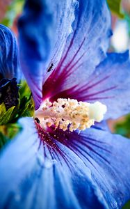 Preview wallpaper hibiscus syriacus, hibiscus, flower, petals, blue, macro