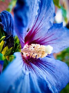 Preview wallpaper hibiscus syriacus, hibiscus, flower, petals, blue, macro