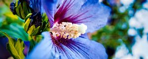 Preview wallpaper hibiscus syriacus, hibiscus, flower, petals, blue, macro