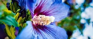 Preview wallpaper hibiscus syriacus, hibiscus, flower, petals, blue, macro