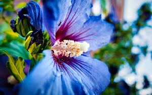 Preview wallpaper hibiscus syriacus, hibiscus, flower, petals, blue, macro