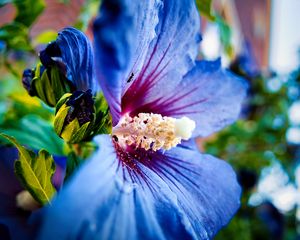 Preview wallpaper hibiscus syriacus, hibiscus, flower, petals, blue, macro