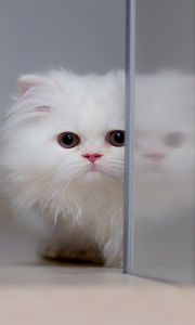 Preview wallpaper hide, kitty, face, eyes