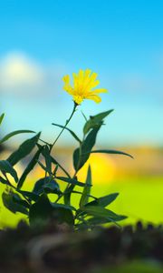 Preview wallpaper hieracium canadense, flower, petals, yellow, leaves, blur