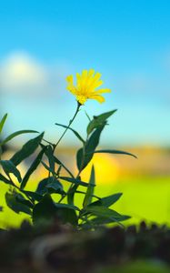 Preview wallpaper hieracium canadense, flower, petals, yellow, leaves, blur