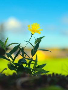 Preview wallpaper hieracium canadense, flower, petals, yellow, leaves, blur