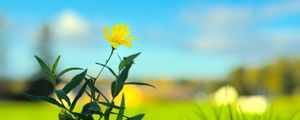 Preview wallpaper hieracium canadense, flower, petals, yellow, leaves, blur