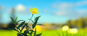 Preview wallpaper hieracium canadense, flower, petals, yellow, leaves, blur