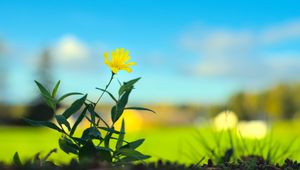 Preview wallpaper hieracium canadense, flower, petals, yellow, leaves, blur