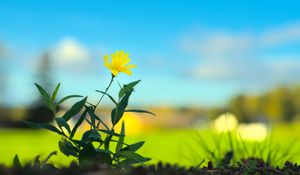 Preview wallpaper hieracium canadense, flower, petals, yellow, leaves, blur