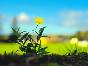 Preview wallpaper hieracium canadense, flower, petals, yellow, leaves, blur