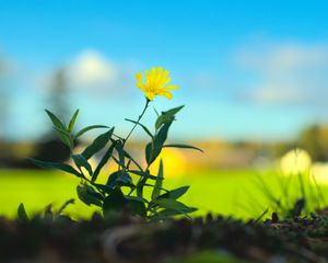 Preview wallpaper hieracium canadense, flower, petals, yellow, leaves, blur