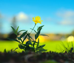 Preview wallpaper hieracium canadense, flower, petals, yellow, leaves, blur