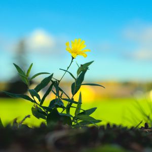 Preview wallpaper hieracium canadense, flower, petals, yellow, leaves, blur