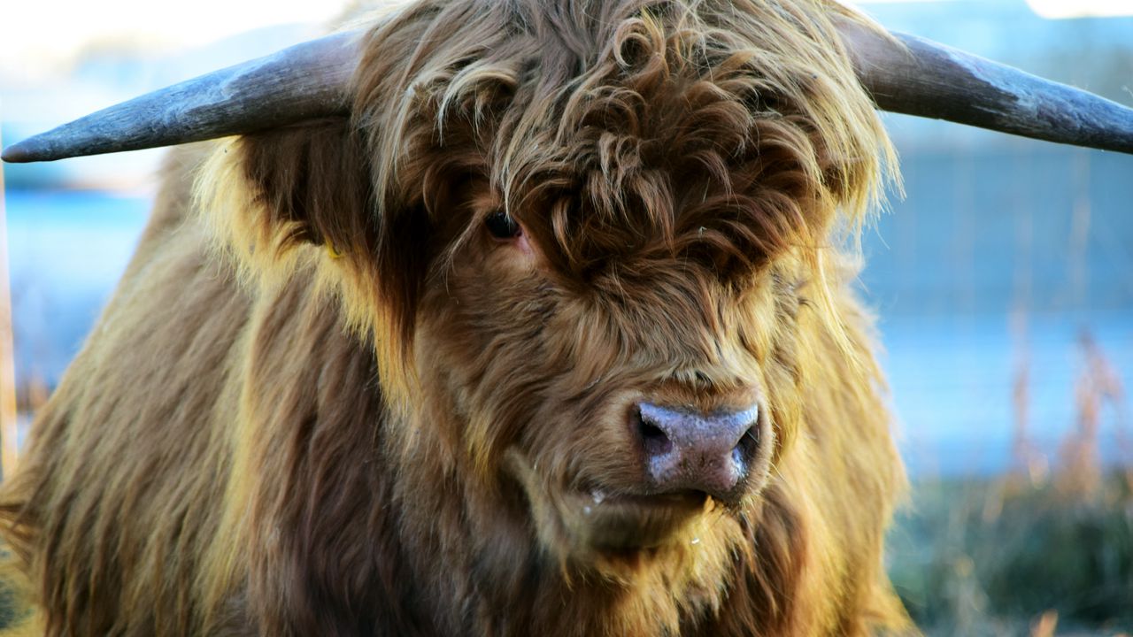 Wallpaper highland, cow, horns