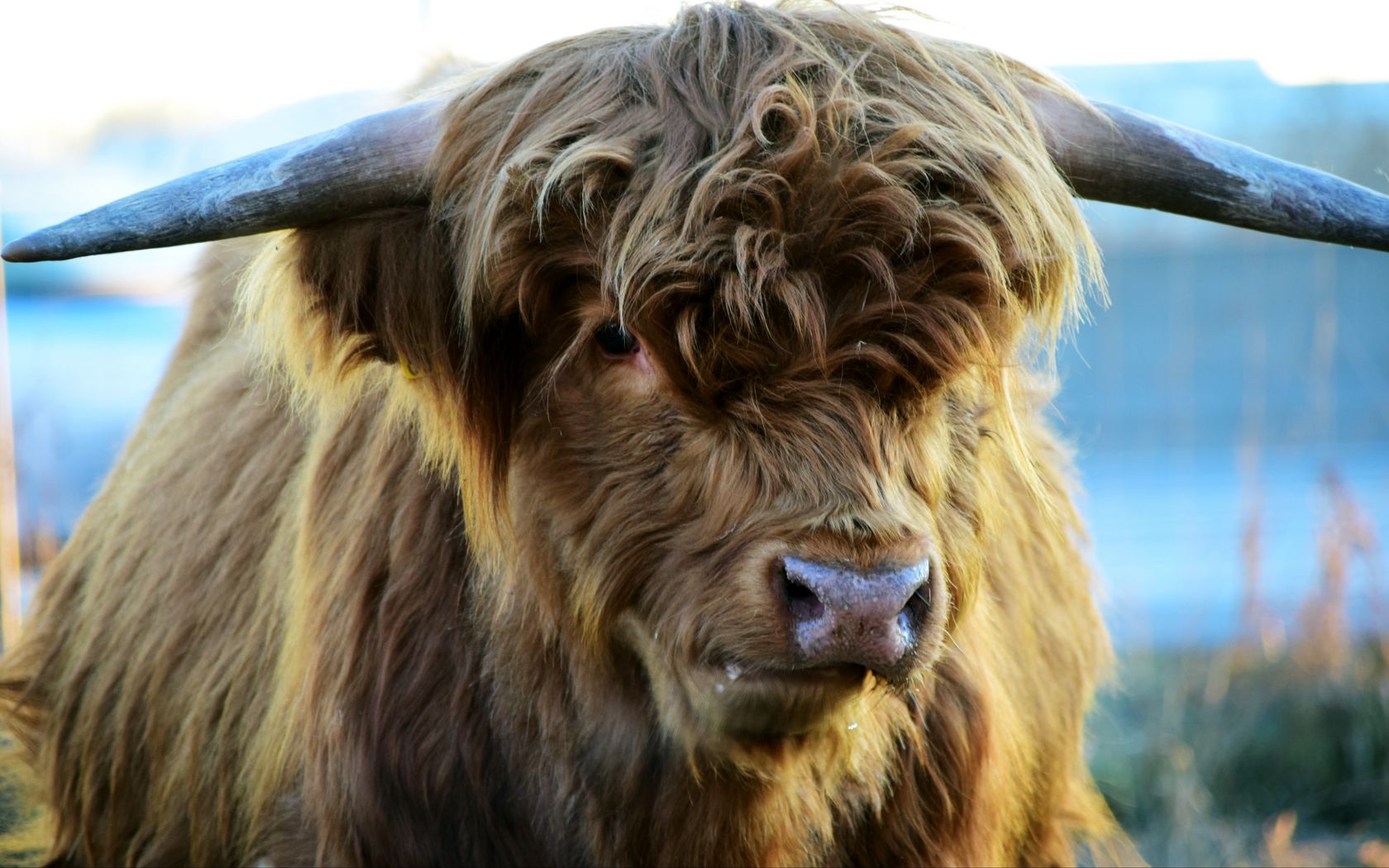 Download wallpaper 1680x1050 highland, cow, horns widescreen 16:10 hd