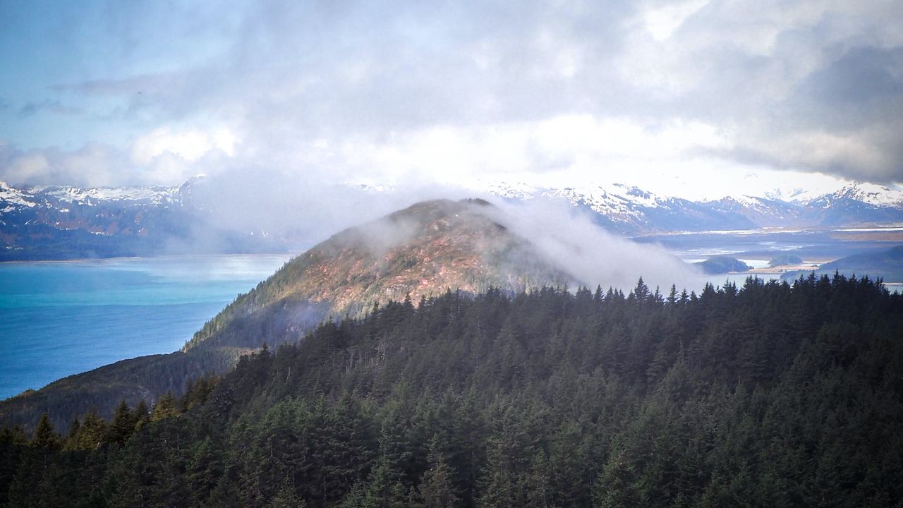 Wallpaper hill, coast, fog, trees, spruce