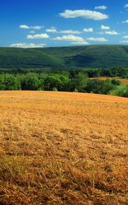 Preview wallpaper hill, field, bushes, grass, dry