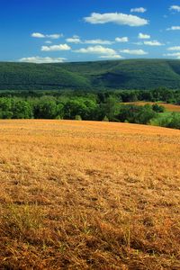 Preview wallpaper hill, field, bushes, grass, dry