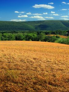 Preview wallpaper hill, field, bushes, grass, dry