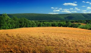 Preview wallpaper hill, field, bushes, grass, dry