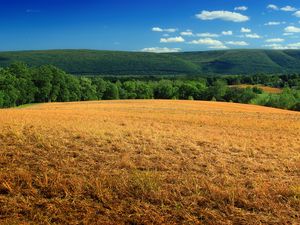 Preview wallpaper hill, field, bushes, grass, dry