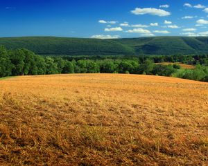 Preview wallpaper hill, field, bushes, grass, dry