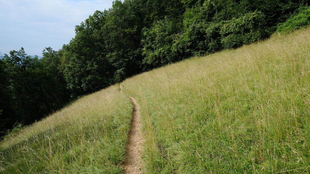 Wallpaper hill, field, path, trees, nature