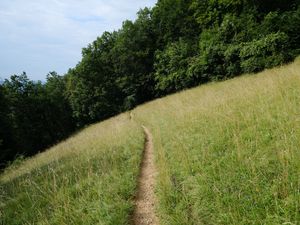 Preview wallpaper hill, field, path, trees, nature