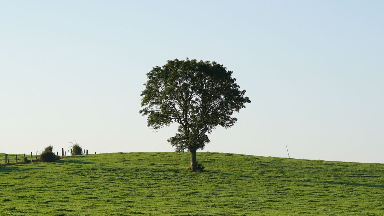 Wallpaper hill, field, tree, grass, nature, landscape