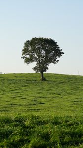 Preview wallpaper hill, field, tree, grass, nature, landscape