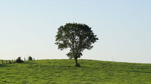 Preview wallpaper hill, field, tree, grass, nature, landscape